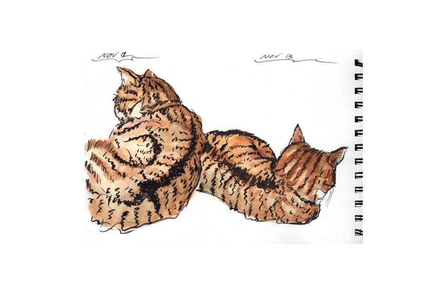 Molly studiously ignoring me