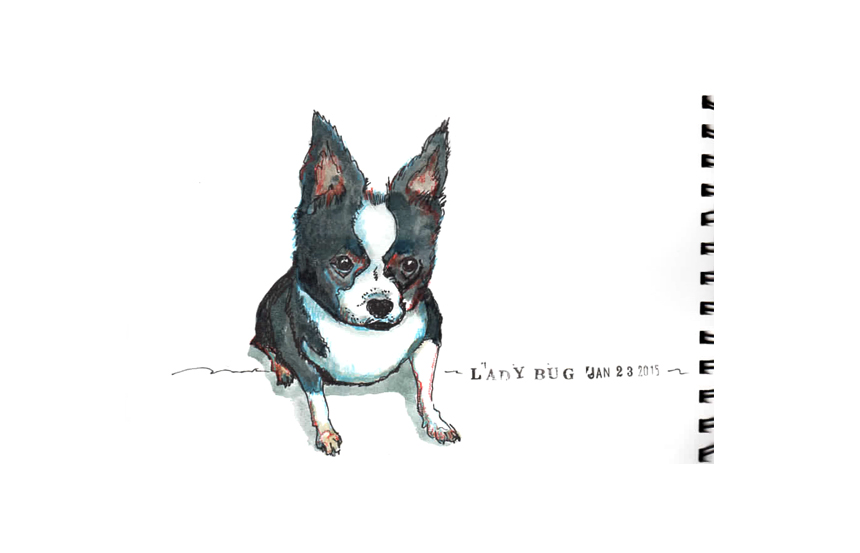 10 years old and up for adoption