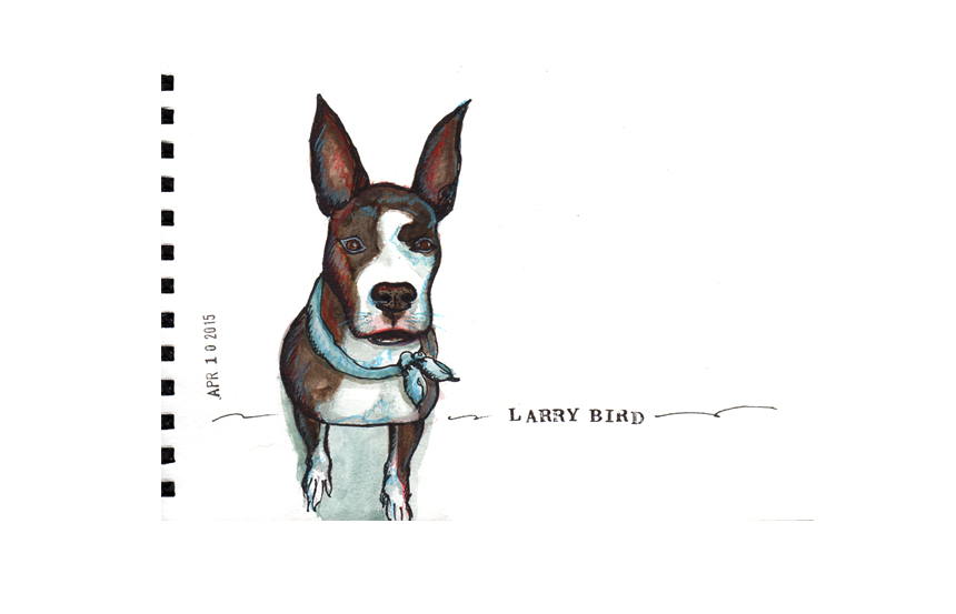 Handsome fellow up for adoption