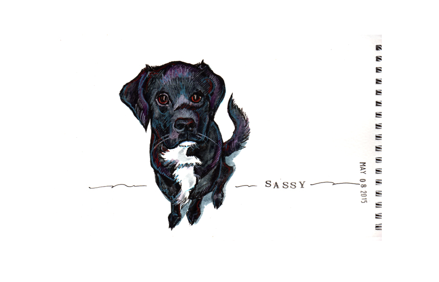 Sassy wants to be adopted