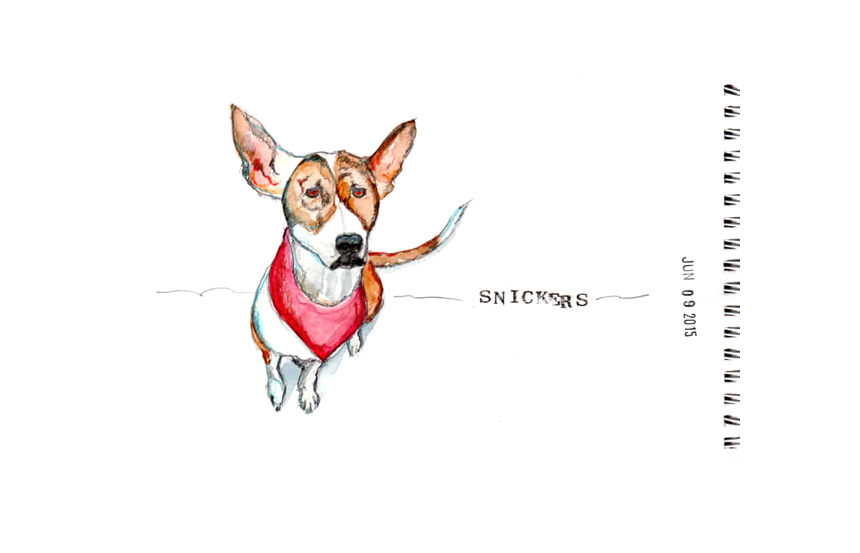 Another cutie up for adoption — check out those ears